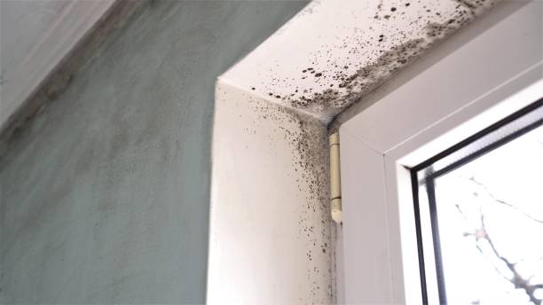 Best Mold Damage Restoration  in Richwood, NJ