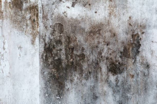 Best Mold Documentation for Insurance Claims  in Richwood, NJ
