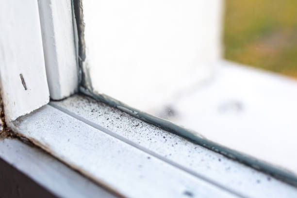 Reliable Richwood, NJ Mold Removal Solutions