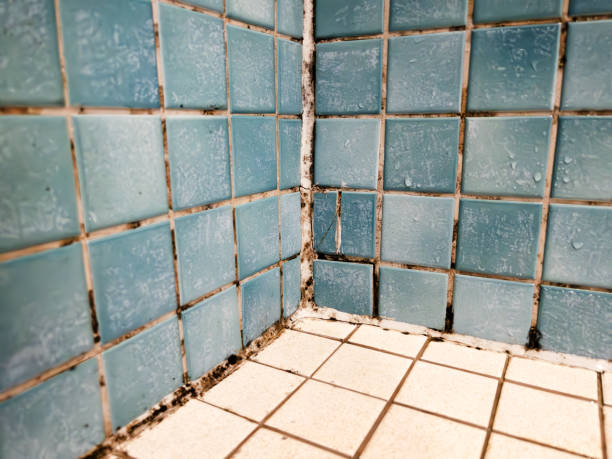 Best Mold Remediation for Healthcare Facilities  in Richwood, NJ