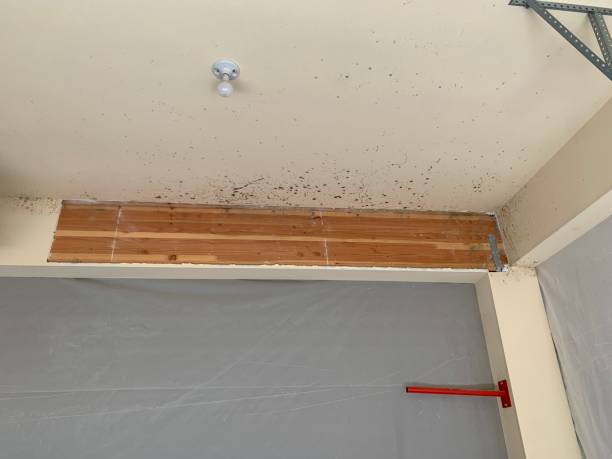 Best Flood Damage  in Richwood, NJ