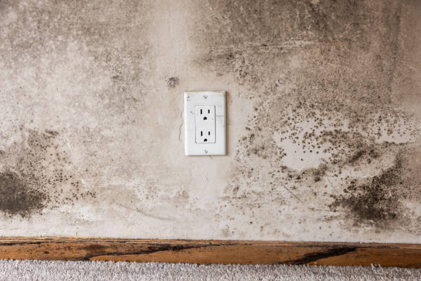 Best Mold Removal for HVAC Installations  in Richwood, NJ